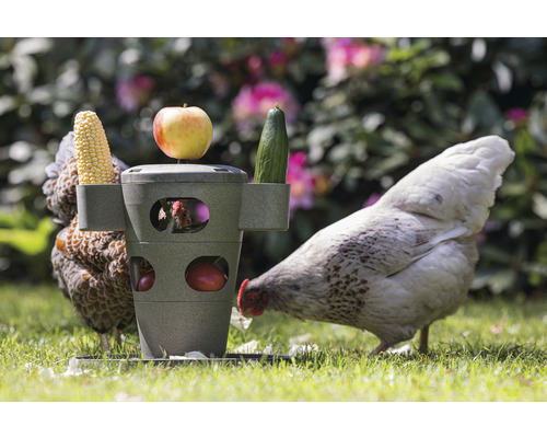 Hühnerfutterautomat mit Maiskolben, Apfel und Gurke sowie Hühnern im Garten