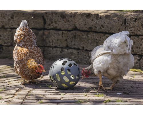 Zwei Hühner untersuchen einen Futterball auf einem gepflasterten Boden