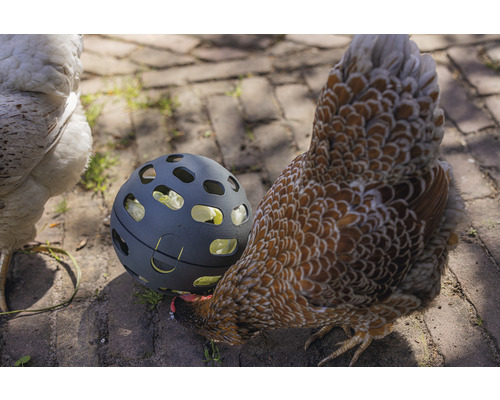Hühner picken Futter aus einem Futterball auf einem Steinpflaster.