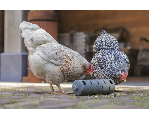 Zwei Hühner picken Futter aus einem Futterspender im Freien.