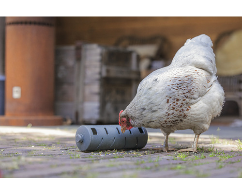 Henne pickt Futter aus einem Futterspielzeug