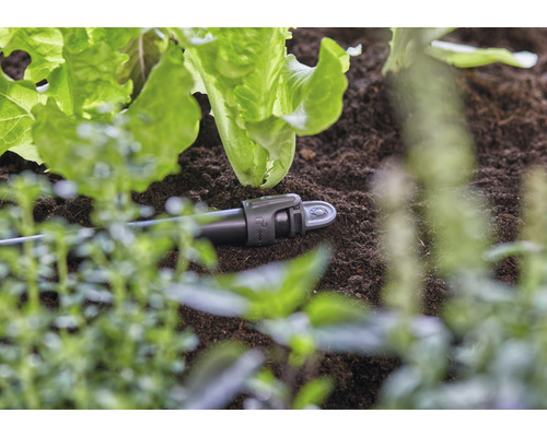 Tropfbewässerung im Gartenbeet zwischen Salatpflanzen