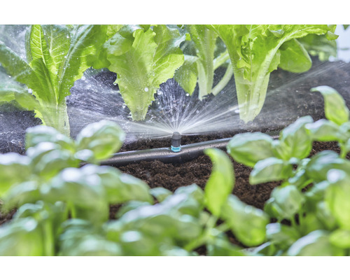 Bewässerungssystem mit Salat und Basilikum im Garten