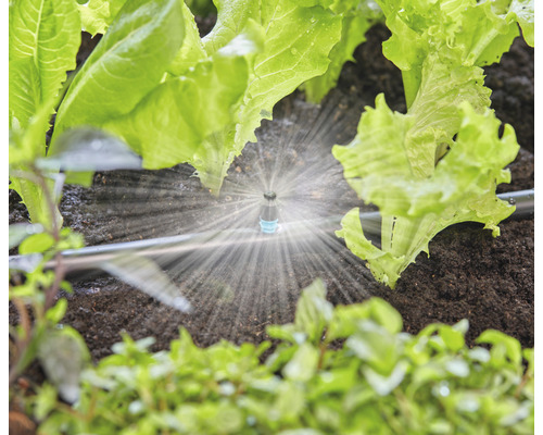 Bewässerungssystem im Garten mit Salatpflanzen