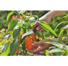 Eine Person erntet Paprika mit einem Gemüsemesser von Gardena.