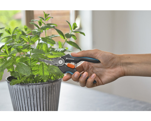 Gartenschere schneidet Pflanze im Topf