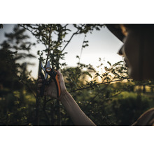 Eine Person beschneidet einen Baum mit einer Gartenschere.