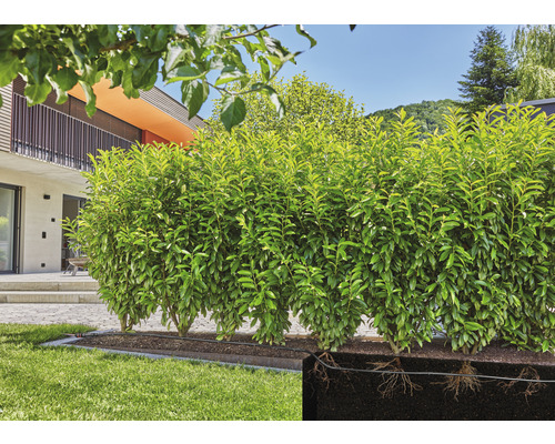 Reihe Kirschlorbeerpflanzen im Garten mit freigelegten Wurzeln