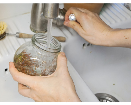 Eine Person spült Sprossen in einem Glas unter einem Wasserhahn in einem Waschbecken.