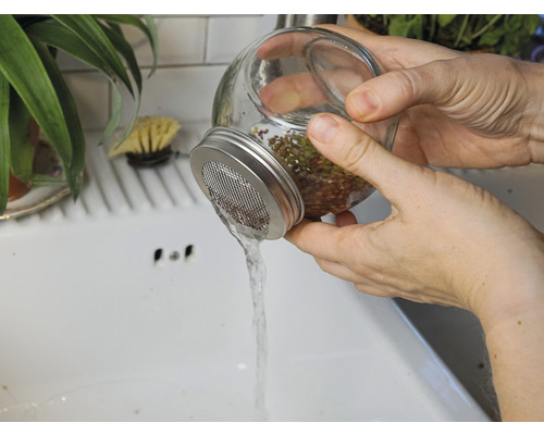 Eine Person spült Sprossen in einem Einmachglas mit Siebdeckel über einem Waschbecken.