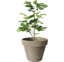 Feigenbaum im Topf