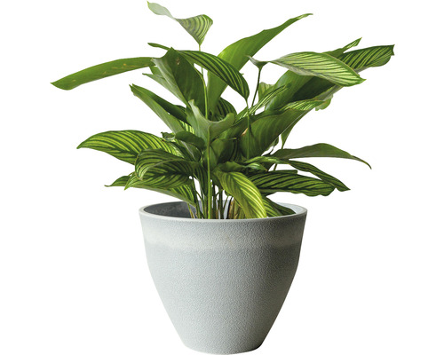 Pfeilwurz Zimmerpflanze in einem Blumentopf