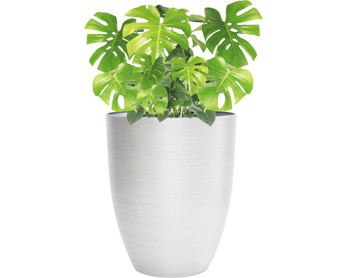 Monstera Zimmerpflanze in einem silberfarbenen Pflanztopf