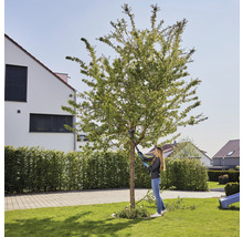 Akku Baumschere GARDENA HighCut 110/18V P4A ohne Akku und Ladegerät, Schnitthöhe bis 2,5m-thumb-2 Akku Baumschere GARDENA HighCut 110/18V P4A ohne Akku und Ladegerät, Schnitthöhe bis 2,5m-thumb-2