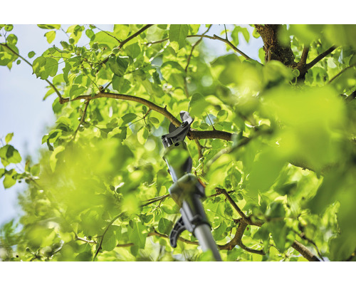 Astschere im Einsatz an einem Baum