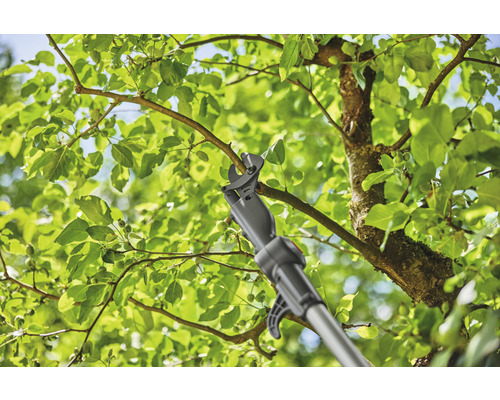 Eine Astschere mit Stiel schneidet einen Ast an einem Baum.