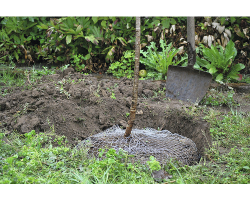 Ein Baum wird mit einem Spaten und einem Drahtgeflecht im Garten gepflanzt