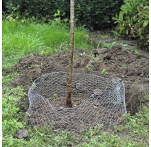 Junger Baum im Garten mit Drahthose zum Schutz vor Wildverbiss