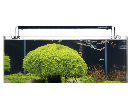 Aquarium mit Aquarienpflanzen, Fischen und Dennerle Logo