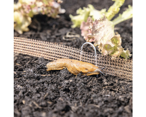Spanische Wegschnecke vor Schneckenzaun im Gartenbeet