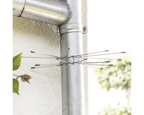 Regenrohr mit Vogelabwehrvorrichtung