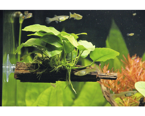 Aquarienpflanze auf Holzstück mit Saugnapf im Aquarium