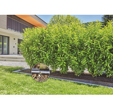 Gartenbewässerung GARDENA Tropfbewässerung Set Hecke 25 m-thumb-6 Gartenbewässerung GARDENA Tropfbewässerung Set Hecke 25 m-thumb-6