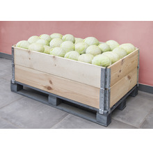 Holzkiste auf Palette gefüllt mit Kohlköpfen