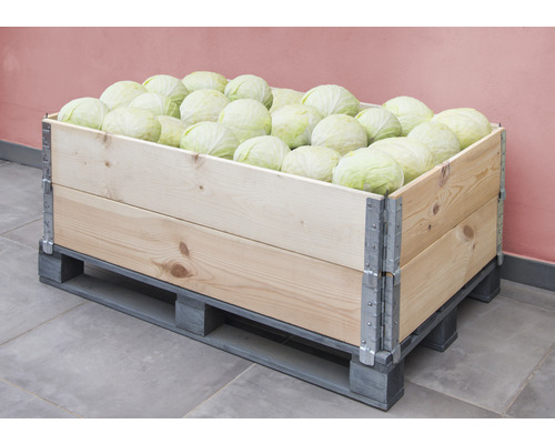 Holzkiste auf Palette gefüllt mit Kohlköpfen