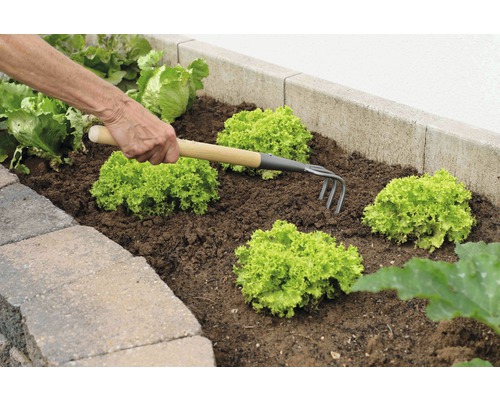 Eine Person harkt Erde um Salatpflanzen in einem Gartenbeet.
