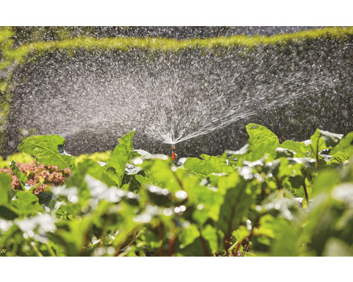 Bewässerung eines Gemüsebeets mit einem Rasensprenger