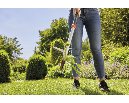 Frau entfernt Löwenzahn mit einem Unkrautstecher im Garten.