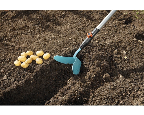 Kartoffeln neben einem Gartenwerkzeug auf der Erde