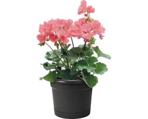 Geranie in einem Topf