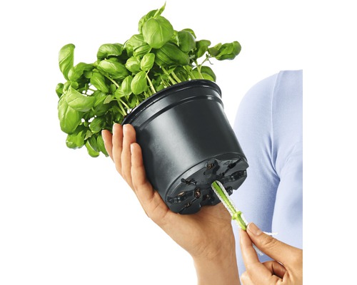 Basilikum im Topf mit Bewässerungssystem in der Hand