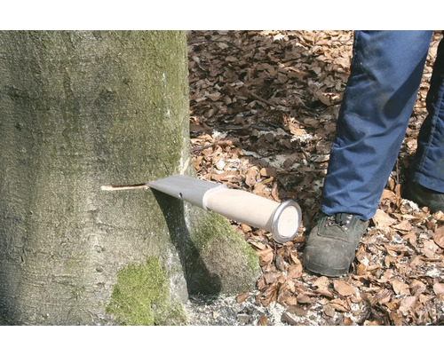 Werkzeug zum Anbohren von Bäumen im Einsatz