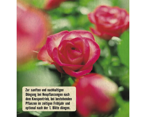 Nahaufnahme von roten Rosenblüten mit weißem Rand