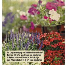 Blumenbeet mit blühenden Pflanzen