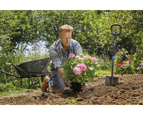 Mann pflanzt Hortensie im Garten mit Schubkarre und Spaten.