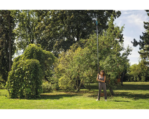 Frau erntet mit einem Obstpflücker Äpfel in einem Garten