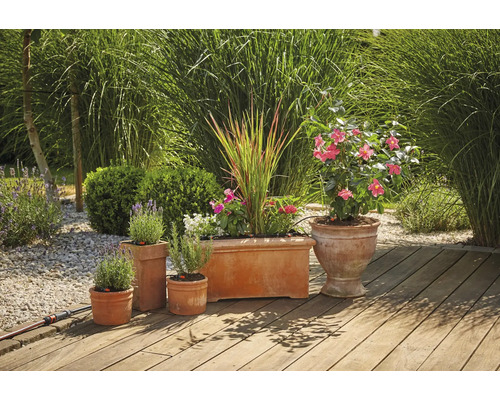 Terracotta Pflanzgefäße mit Pflanzen auf einer Holzterrasse