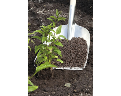 Jungpflanze mit Pflanzschaufel und Lavagranulat im Gartenboden.
