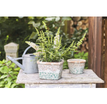 Gartenszene mit Sommerflieder in Dekotöpfen und Gießkanne