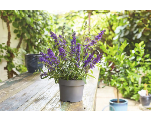 Schmetterlingsflieder in einem Topf auf einem Gartentisch