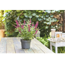Sommerflieder, Schmetterlingsflieder Buddleja davidii 'Summer Teens ® Mats Magic Red' H 30-40 cm Co 3 L