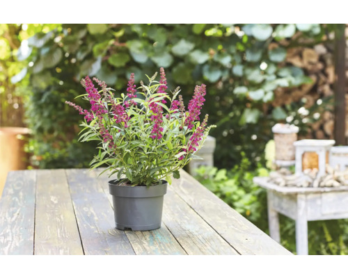 Blühende Hebe-Pflanze im Topf auf einem Holztisch im Garten.