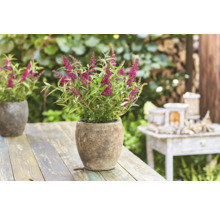 Sommerflieder, Schmetterlingsflieder Buddleja davidii 'Summer Teens ® Mats Magic Red' H 30-40 cm Co 3 L