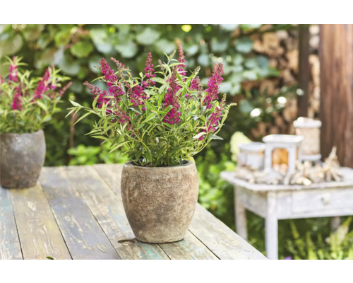 Schmetterlingsstrauch im Topf auf einem Holztisch