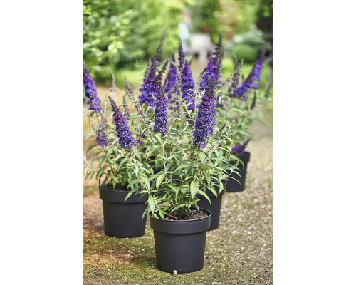 Schmetterlingsflieder in schwarzen Töpfen im Garten