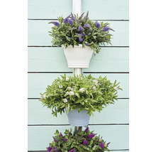 Dekorative Blumenampel mit verschiedenen Blumen in Töpfen